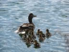 Entenfamilie