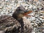 Ente