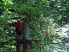 grosser Seilpark des Hochseilzentrums Flims im Waldareal des Park Hotels Waldhaus